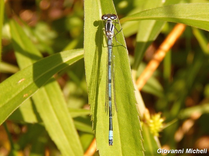 Lib-ID3: Coenagrion puella